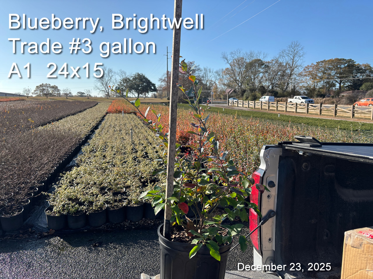 gallery/bbw3t a1 dec23.jpg